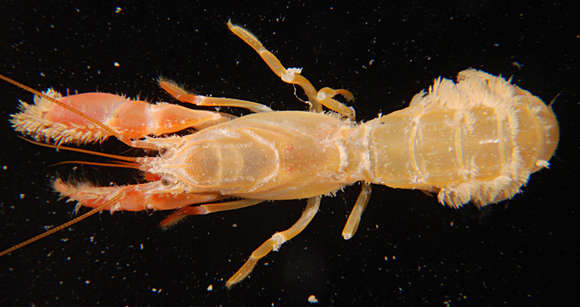 Image of ghost shrimps