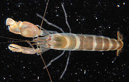 Image of brownbar snapping shrimp