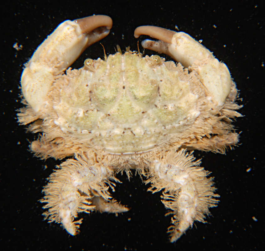 Image of <i>Etisus electra</i>