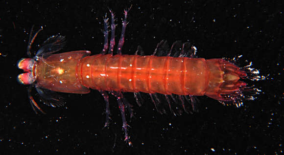 Image of Gonodactylellus