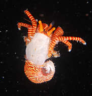 Image of Ciliopagurus