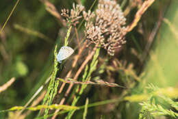 Image of Plebejus idas