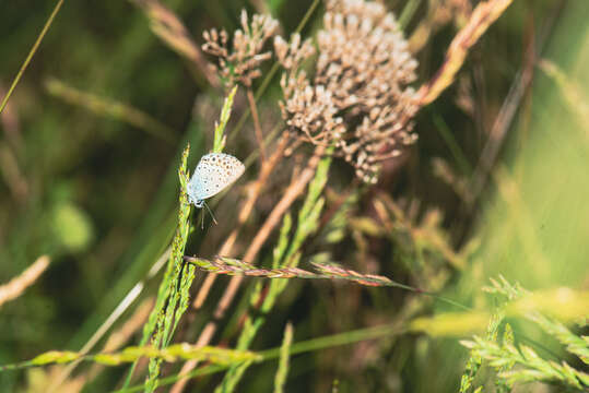 Image of Plebejus idas