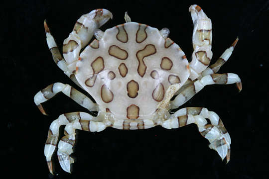 Image of Lissocarcinus