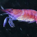 Image of Sea Star Shrimp