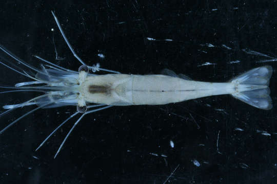 Image of mangrove prawn