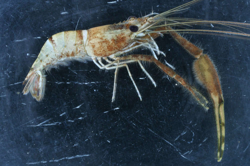 Image of Hawaiian river shrimp
