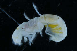 Image of <i>Corallianassa coutierei</i>