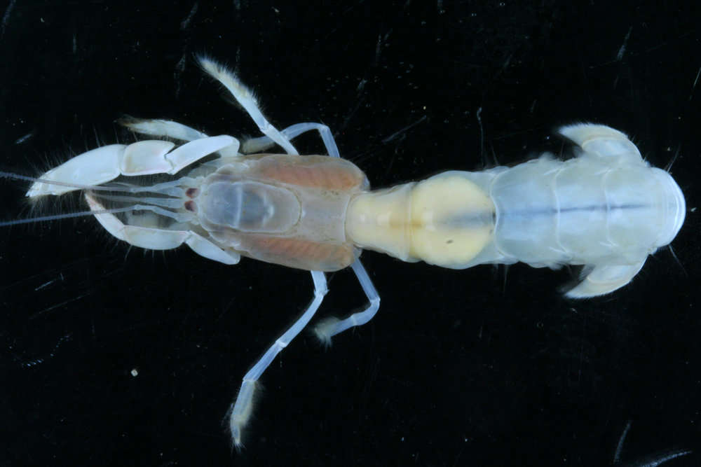 Image of <i>Corallianassa coutierei</i>