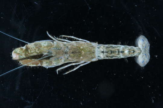 Image of Blue and yellow goby shrimp