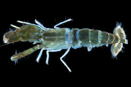 Image of brownbar snapping shrimp