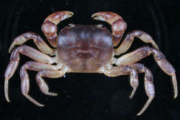 Image of Epigrapsus