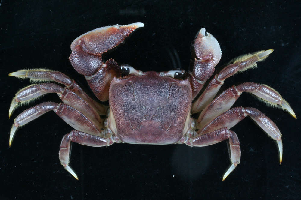 Image of smooth-eyed ghost crab