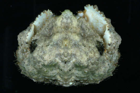 Image of Red rubble boxcrab