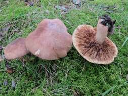 Image of Tricholoma fulvum (DC.) Bigeard & H. Guill. 1909