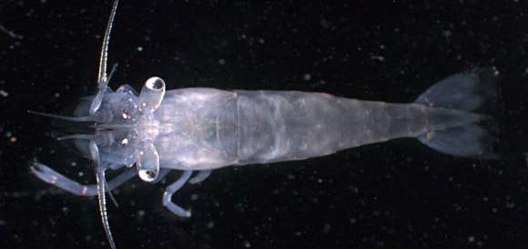 Image of Transparent anemone shrimp