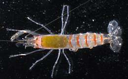 Image of smoothclaw snapping shrimp