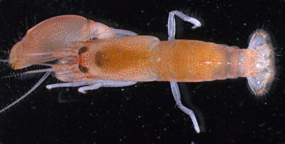 Image of red-coral pistol shrimp
