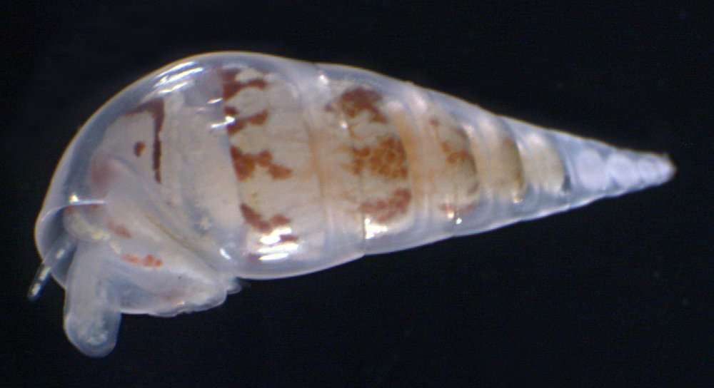 Image of Vanikoroidea Gray 1840