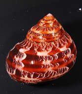 Image of turban snail