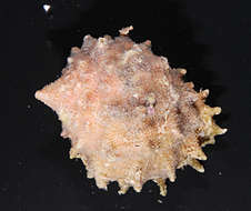 Image of clathrate drupe