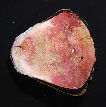 Image of coral clam