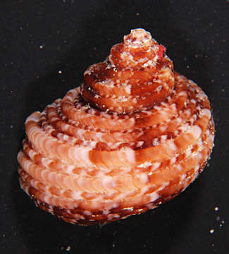 Image of turban snail