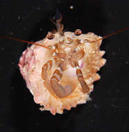 Image of <i>Pagurixus nomurai</i>