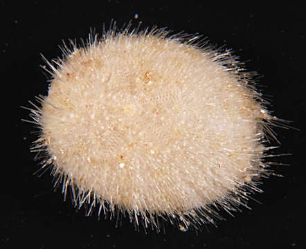 Image of heart urchins