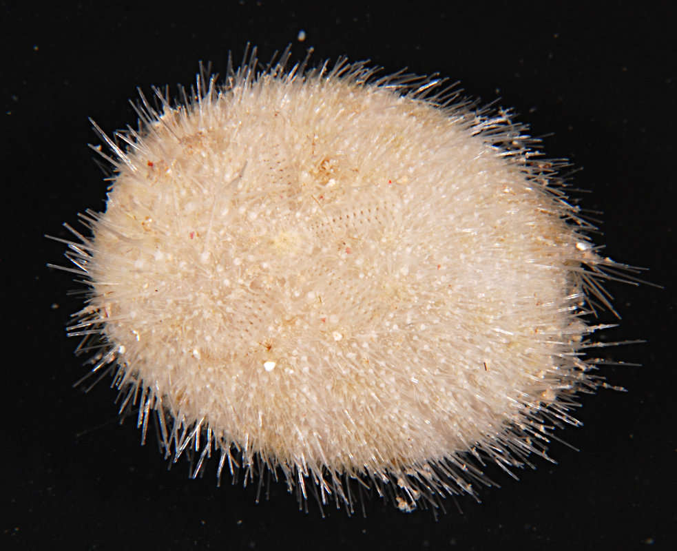 Image of heart urchins