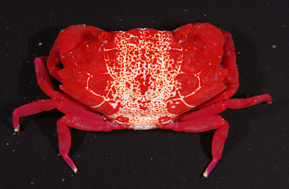 Image of red liomera