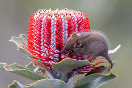 Image of honey possums