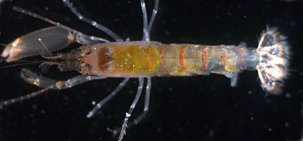 Image of smoothclaw snapping shrimp