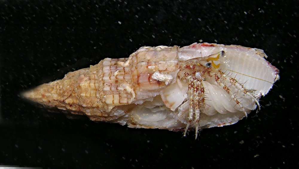 Image of Longeye hermit crab