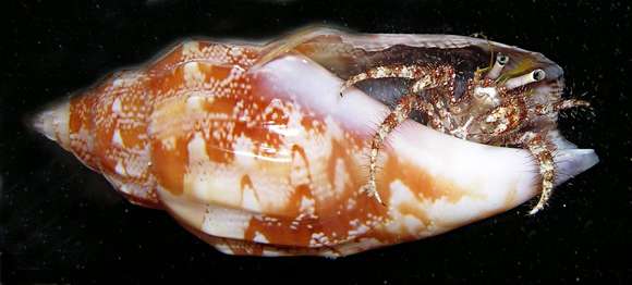 Image of Longeye hermit crab