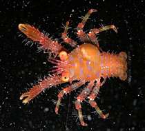 Image of <i>Galathea paulayi</i>