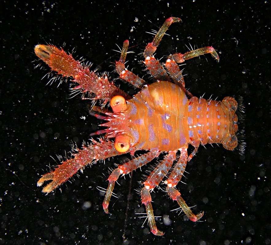 Image of <i>Galathea paulayi</i>