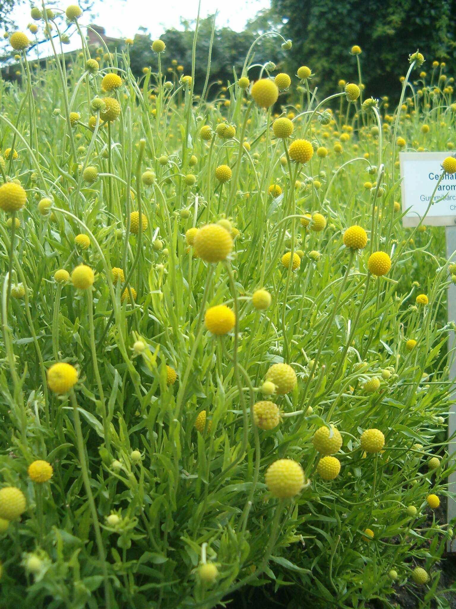 Image of Helenium aromaticum (Hook.) L. H. Bailey