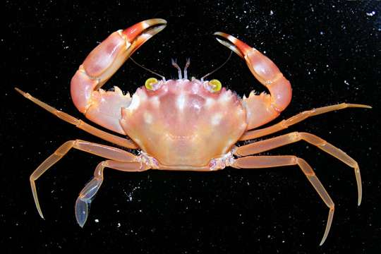 Image of Violet-eyed Swimming Crab