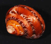 Image of turban snail