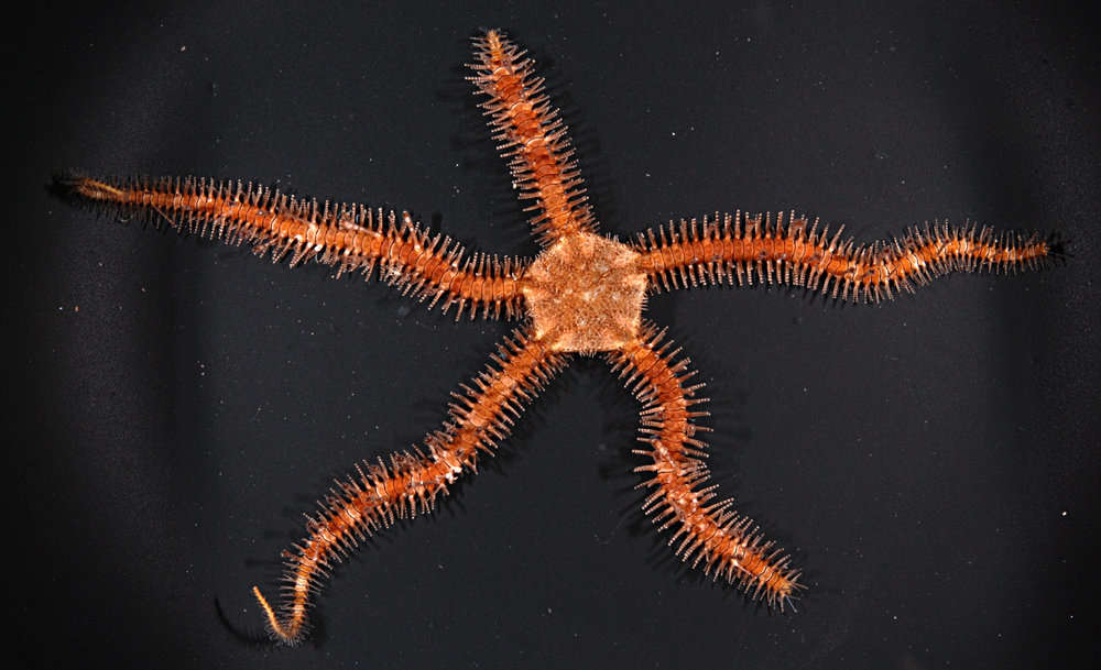 Image of Ophiomastix stenozonula Devaney 1974