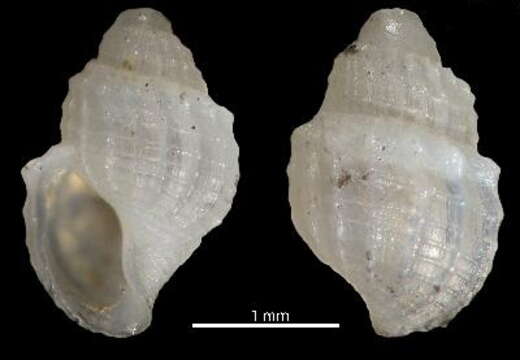 Image of Curtitoma contraria Bonfitto & Morassi 2012