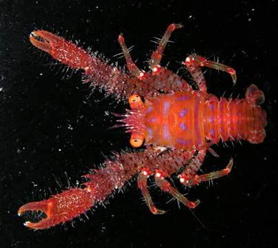 Image of <i>Galathea paulayi</i>