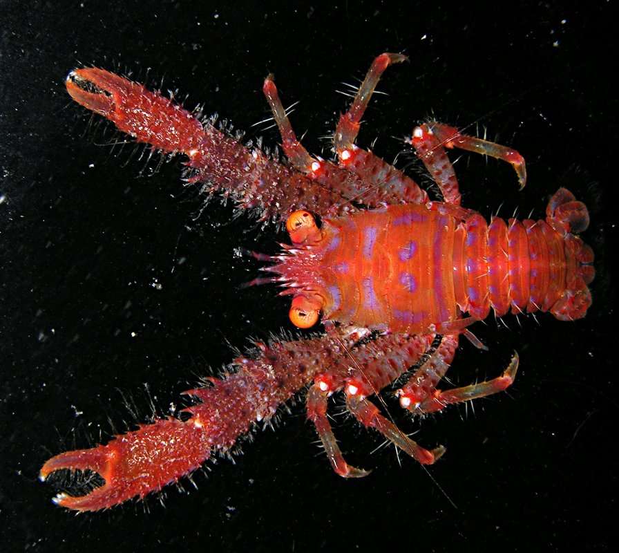 Image of <i>Galathea paulayi</i>