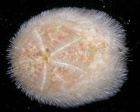 Image of heart urchins