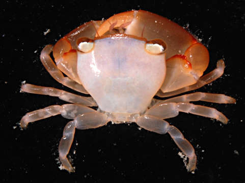 Image of Tetraliidae Castro, Ng & Ahyong 2004