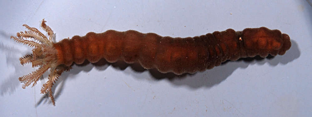 Image of Polyplectana kefersteinii (Selenka 1867)