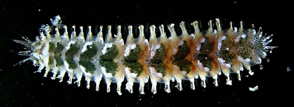 Image of polynoid scaleworms