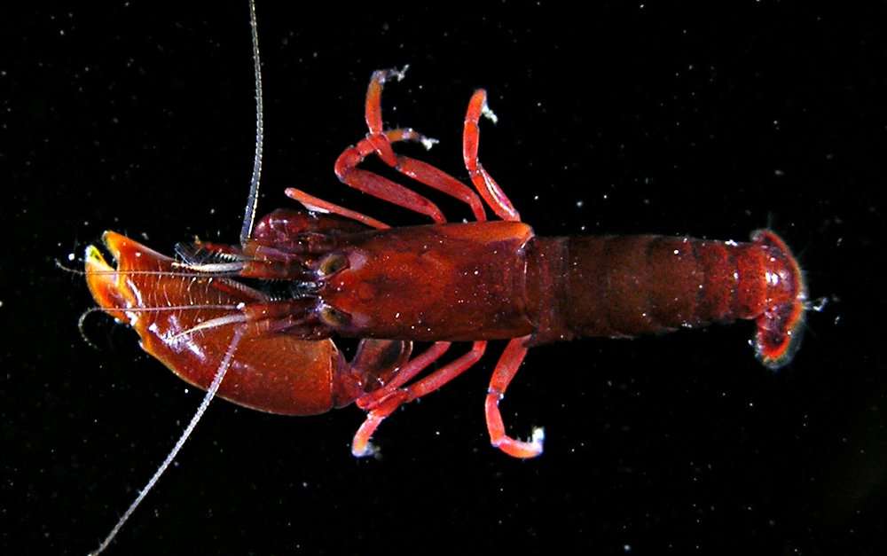 Image of red-coral pistol shrimp