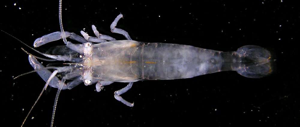 Image of Transparent anemone shrimp